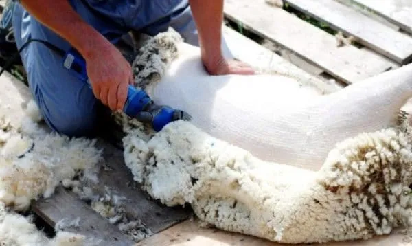 Стрижка овец является необходимым условием животноводства