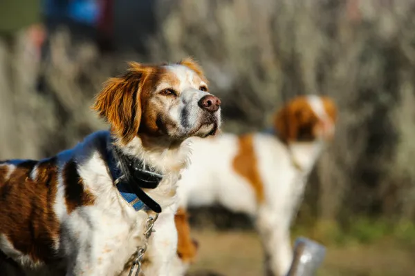 Собаки в GPS-ошейнике на прогулке
