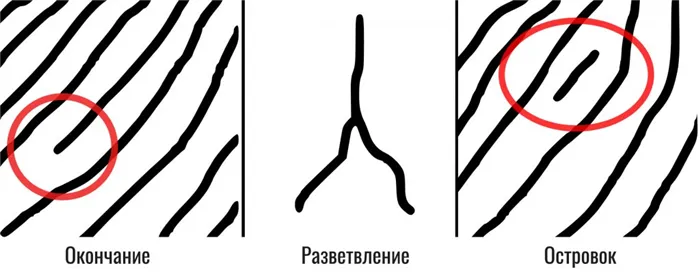 сканирование отпечатков пальцев (минуции)